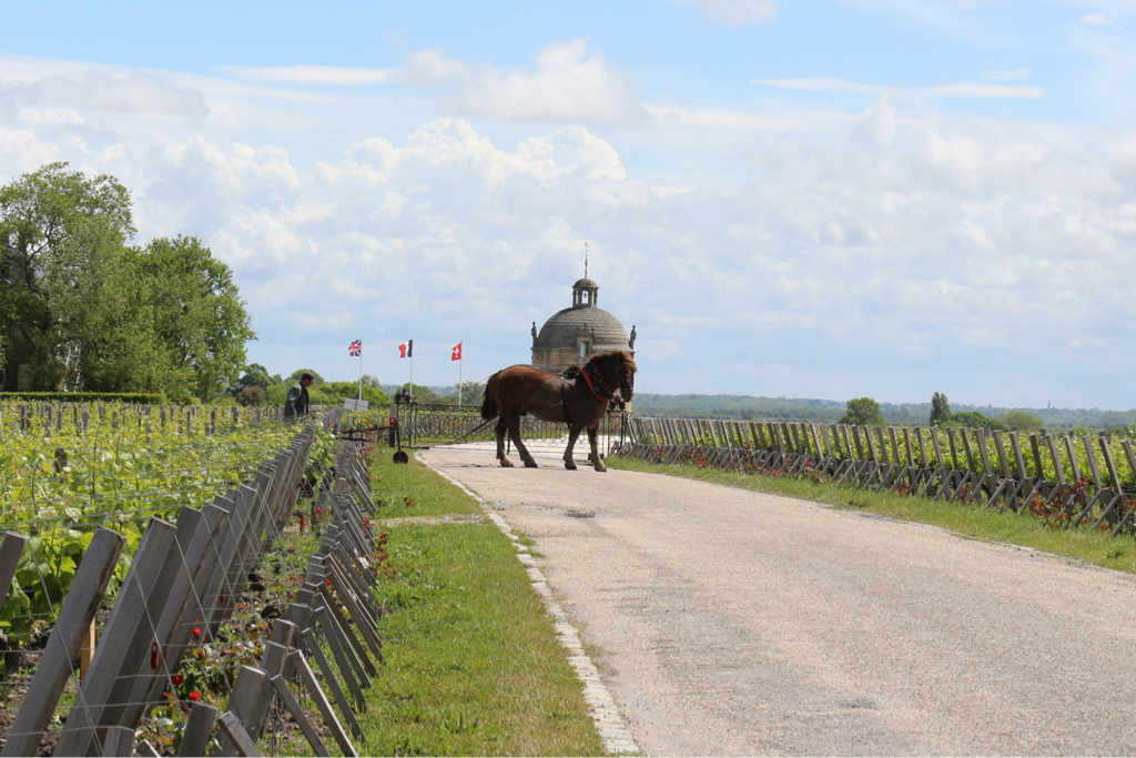 Imagem de capa: Os vinhos mais badalados do mundo, Médoc e a famosa classificacao de 1855!