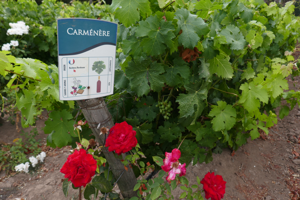 Imagem de capa: Gato por lebre... Você conhece a história da Carmenere? Vamos contar tudo em nossa visita ao famoso Vale de Colchagua,