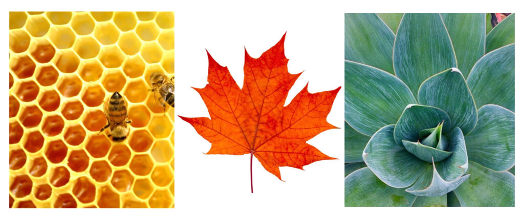 Imagem de capa: Maple Syrup, o produto sinônimo do Canadá.