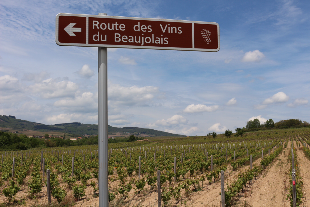 Imagem de capa: Beaujolais! Conheça as uvas Gamay e a maceração carbônica.